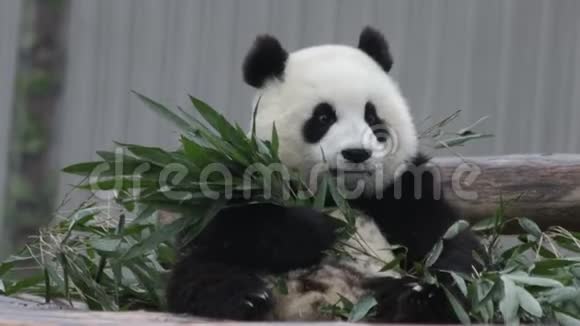中国小熊猫幼崽可爱运动视频的预览图