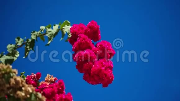 美丽的红花在微风中摇曳背景中的蓝天和棕榈树暑假概念视频的预览图
