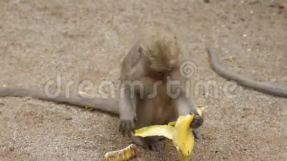 猴子吃香蕉视频的预览图