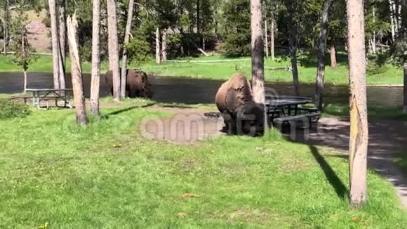 黄石国家公园的公牛野牛视频的预览图