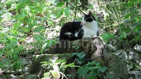 双色猫躺在树桩上视频的预览图