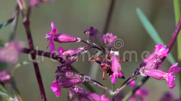长胡子的红色大甲虫视频的预览图