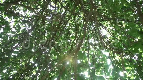 太阳光线穿过苹果树的树冠缓慢地运动着视频的预览图