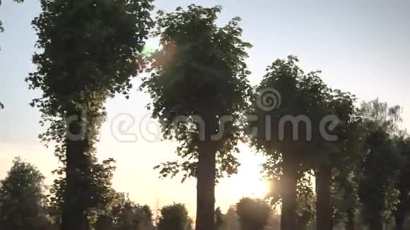 阳光透过树木照耀背景上渐变的天空视频的预览图