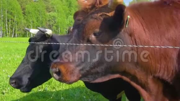 在一个阳光明媚的日子里草地上的黑棕色白牛视频的预览图