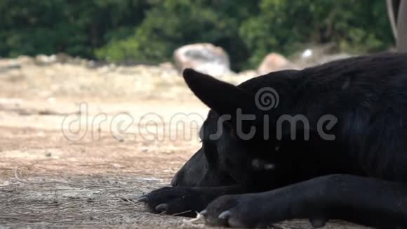 流浪黑狗困在地上视频的预览图