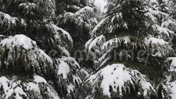 近观雪落在杉树枝上白雪从森林中的松树枝上飘落下来视频的预览图