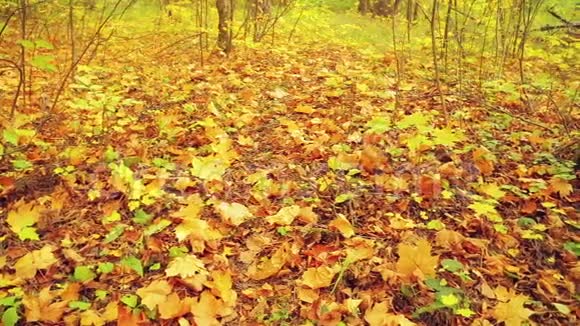 黄叶落在地上满是树叶视频的预览图