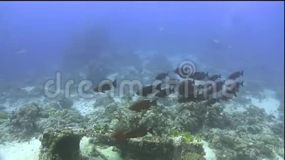 红海珊瑚下红大眼棘皮属植物学校视频的预览图