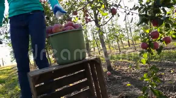 有一桶苹果的女人视频的预览图
