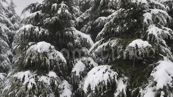 近观雪落在杉树枝上白雪从森林中的松树枝上飘落下来视频的预览图