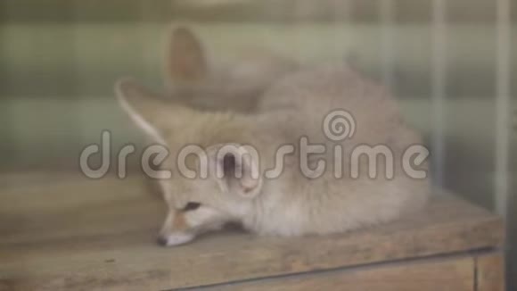小狐狸在玻璃后面休息视频的预览图