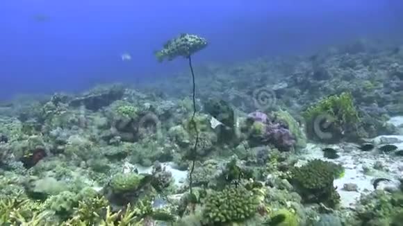 红海珊瑚高原上的迷彩团体视频的预览图