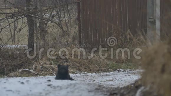 狗在冬天的路上视频的预览图