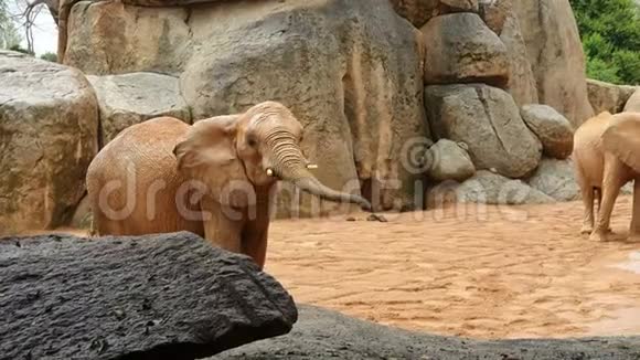 非洲大象走在大石头和岩石之间的动物园视频的预览图