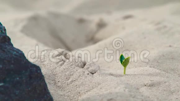 阳光下从沙中生长的绿色植物的新芽关闭幼芽绿色植物视频的预览图