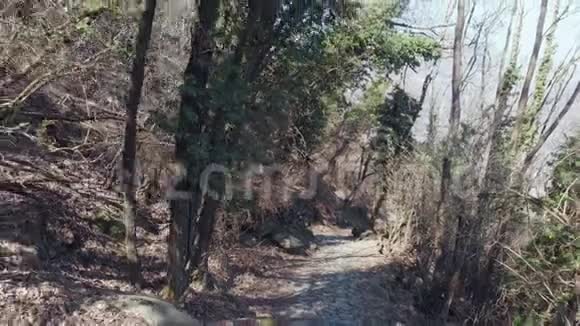 女背包客在森林内的步道上徒步旅行角度向后飞行视频的预览图