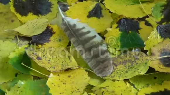 旋转秋叶和捕食鸟的羽毛背景视频的预览图