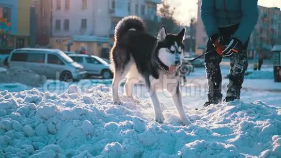 哈士奇狗在冬天的雪地上和男孩玩慢动作视频的预览图