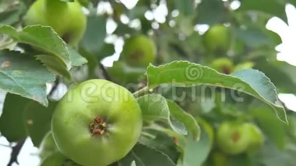 树上绿苹果镜头动作视频的预览图