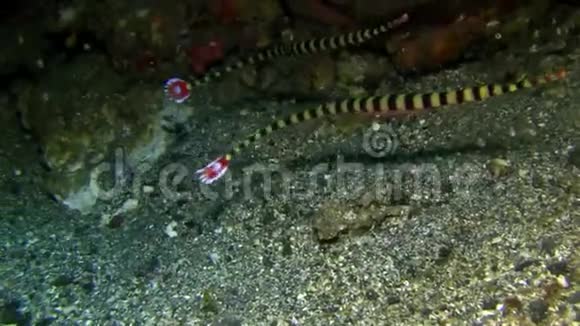 蓝贝海峡沙上卵雌性斑鱼视频的预览图