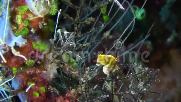 拉贾安帕特珊瑚上的庞氏海马视频的预览图