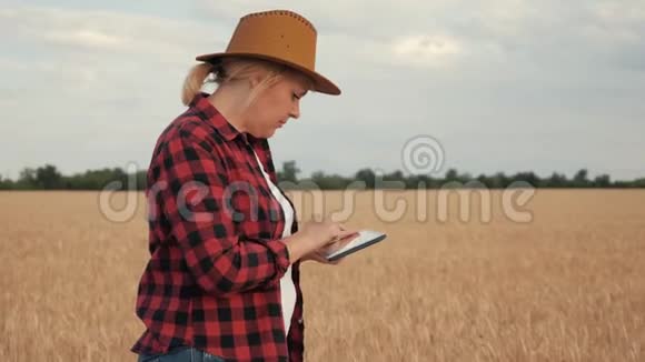 农艺师记录并查看小麦收获情况将数据写入平板电脑视频的预览图