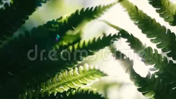 阳光明媚的一天绿蕨叶视频的预览图