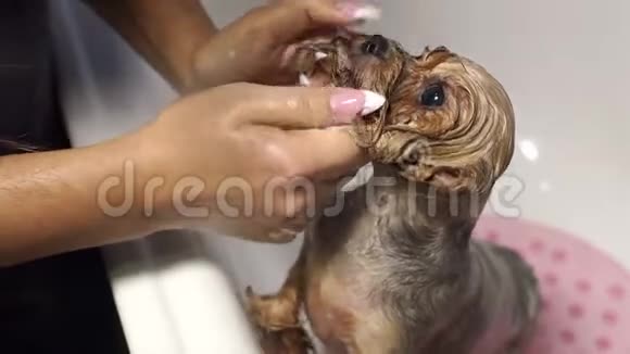 一名女兽医在兽医诊所的浴室里给约克郡的一只猎犬洗澡视频的预览图