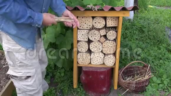 为野生蜜蜂和其他昆虫在新的昆虫旅馆里种植芦苇视频的预览图