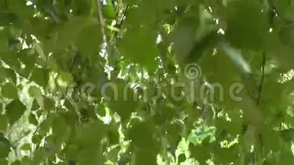阳光下夕阳下的幼桦树视频的预览图