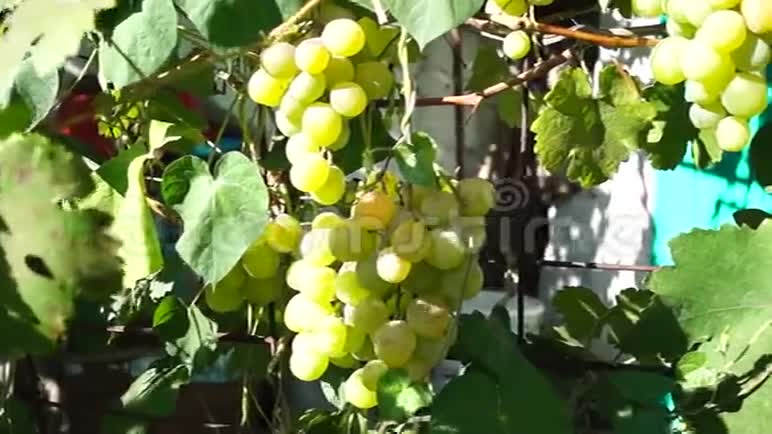 一串串被太阳照亮的葡萄大葡萄绿色葡萄紫色葡萄农业和酿酒视频的预览图