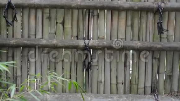 竹篱笆视频的预览图