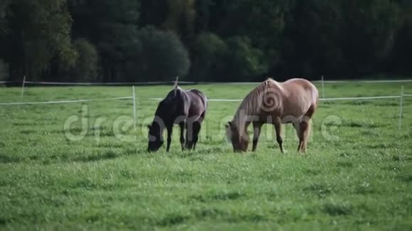 两匹马在田里吃草视频的预览图