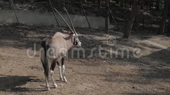 白羚是白羚属的一种大型羚羊它原产于南方干旱地区视频的预览图