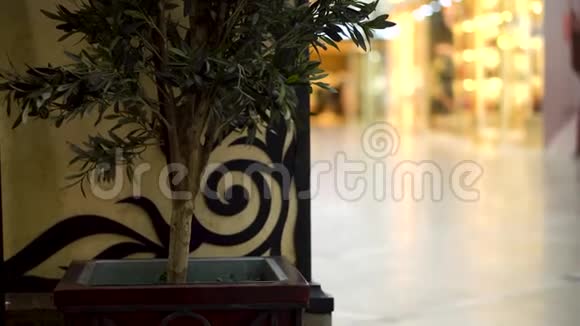 购物中心树的特写商场里站在花盆里的一棵绿色小树视频的预览图