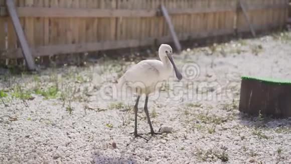 一只鹭喙张开站在一片长长的草地上白鹭张开嘴视频的预览图