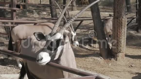 白羚是白羚属的一种大型羚羊它原产于南方干旱地区视频的预览图