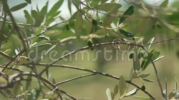 橄榄树树枝上美丽的结婚戒指视频的预览图