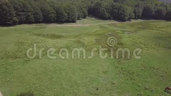 在绿色高地上放牧的野马的4k盘空中由一间小屋和一片森林组成视频的预览图