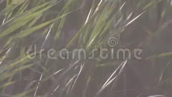 绿色芦苇背景库存芦苇丛的特写在风中沙沙作响绿草的长茎在风中弯曲视频的预览图