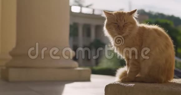 建筑背景上的红猫希腊的红猫眼睛疼的猫圣托里尼斯特雷姜猫视频的预览图