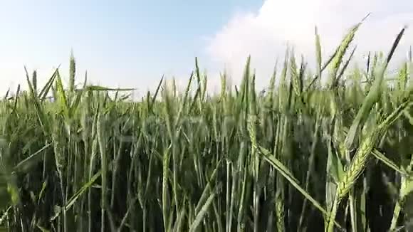 刮风的一天绿色小麦近景视频的预览图