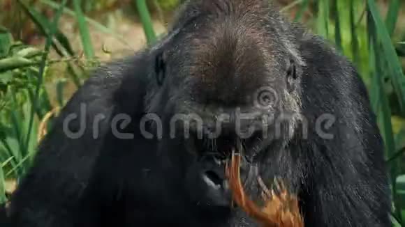 雌性大猩猩吃椰子视频的预览图