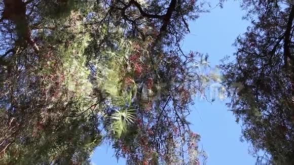 柳树视频的预览图