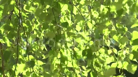 阳光下夕阳下的幼桦树视频的预览图