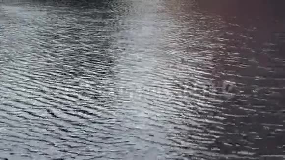 平静的水面在湖中小波浪湖泊的景观倒影视频的预览图