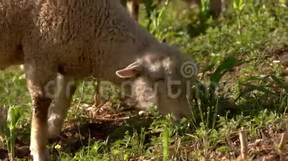 羔羊吃草视频的预览图