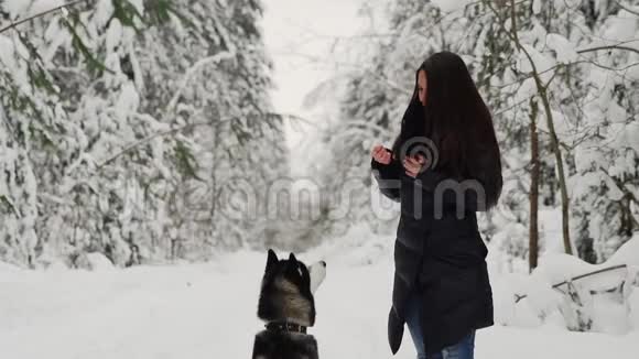 一个美丽的女孩喂养西伯利亚哈士奇的自然并从事培训狗在前爪上跳到胸前视频的预览图