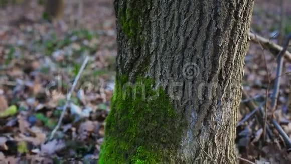 树上的苔藓视频的预览图